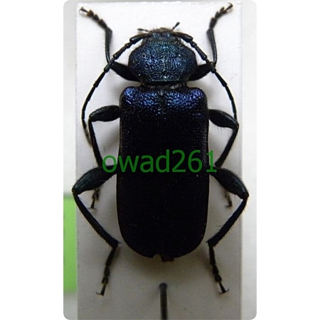 Callidium violaceum (Linnaeus, 1758)